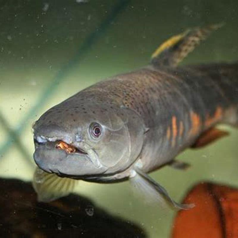 What fish can you keep with a wolf fish?