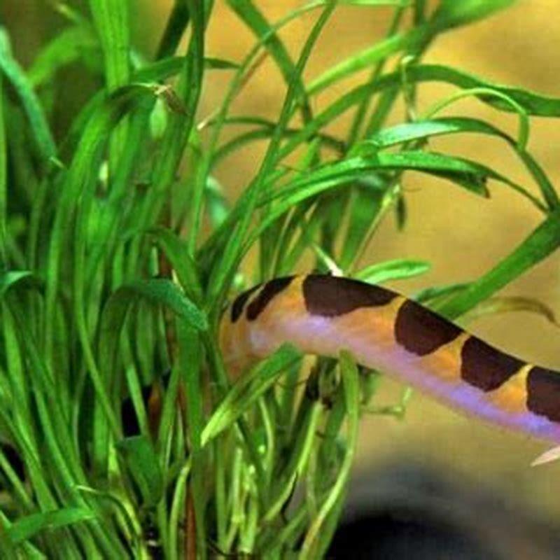 What fish can you keep with Loach?