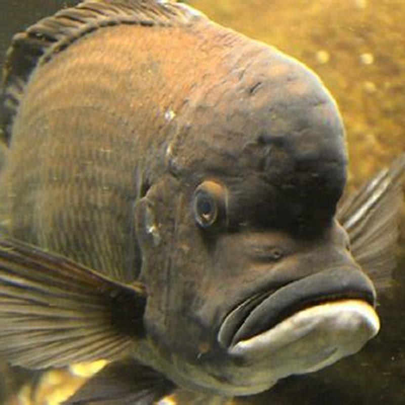 What fish can you put with frontosa?