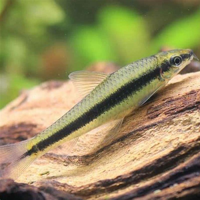 What fish eat algae in a pond?
