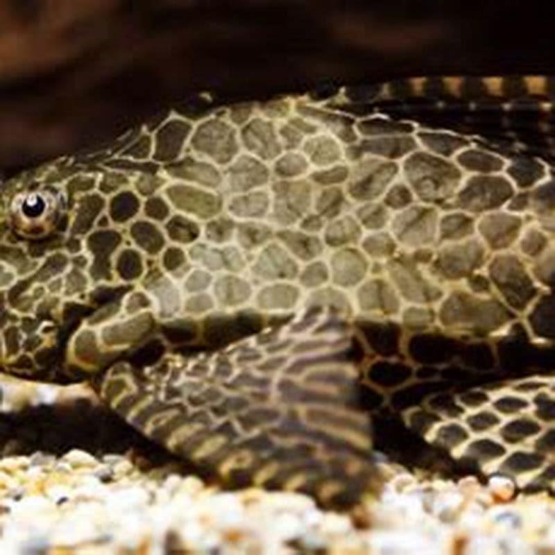 What fish food do plecos eat?