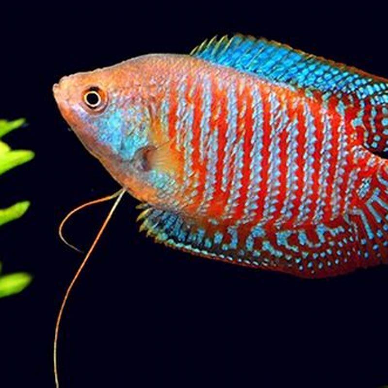What fish go good with gouramis?