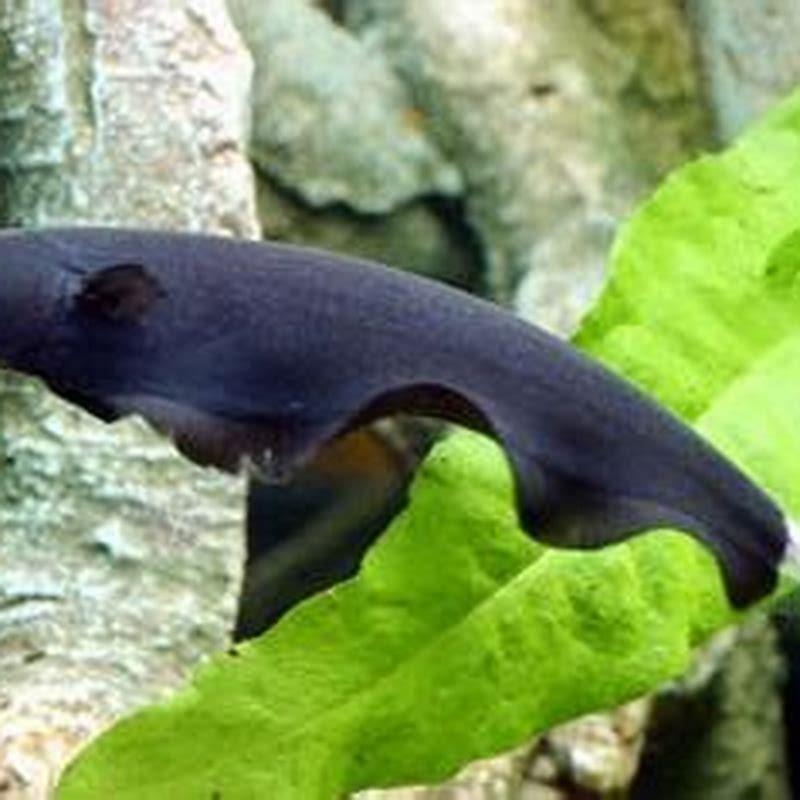What fish go well with black ghost knife?