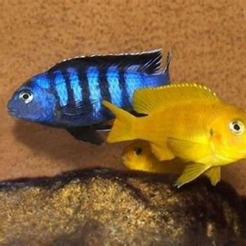 What fish go well with electric yellow cichlids?