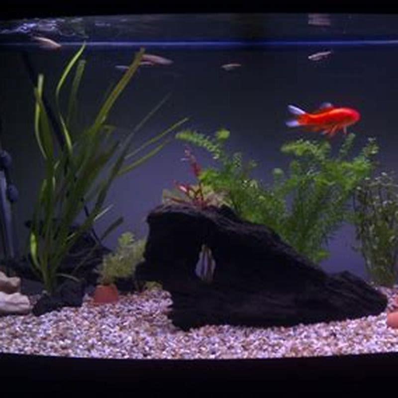 What Fish Go Well With White Cloud Minnows DIY Seattle what-fish-go-well-with-white-cloud-minnows-diy-seattle