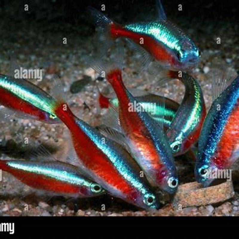What fish will school with neon tetras?