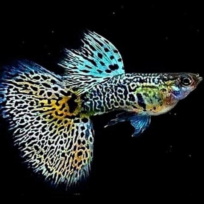 What fishes can be with guppies?