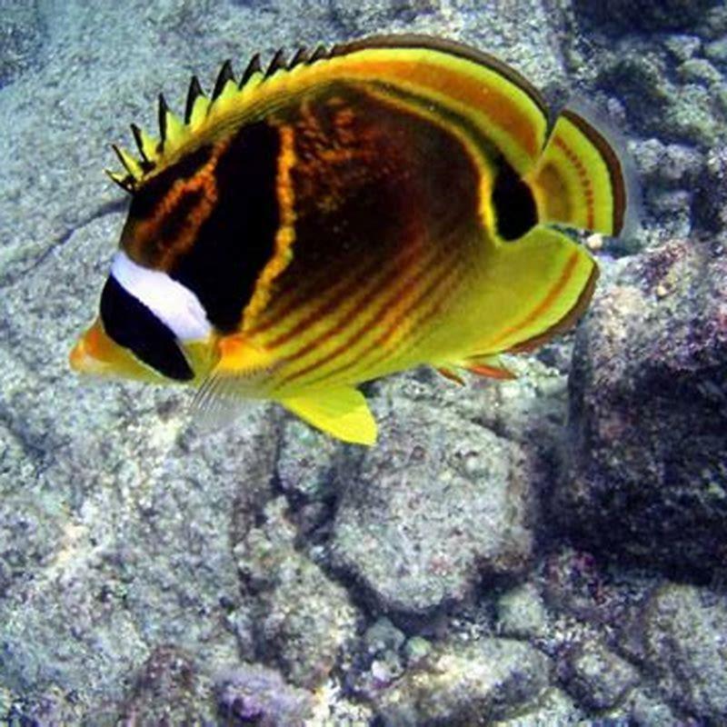 What foods do butterflyfish eat?