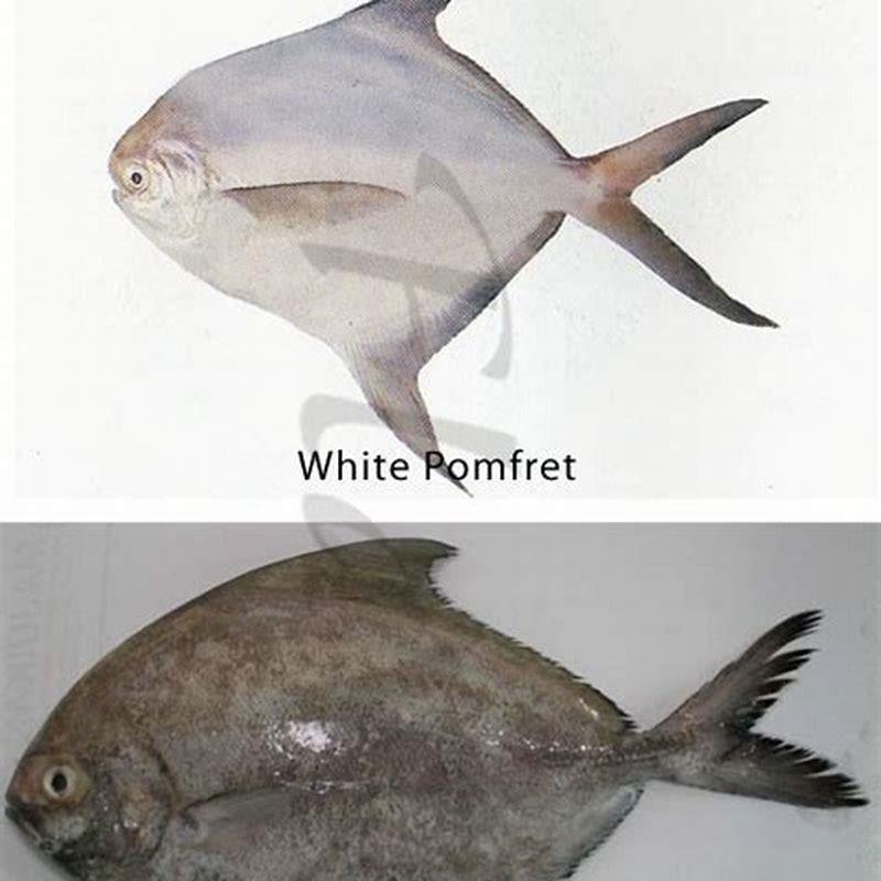 what-is-pomfret-called-in-english-diy-seattle