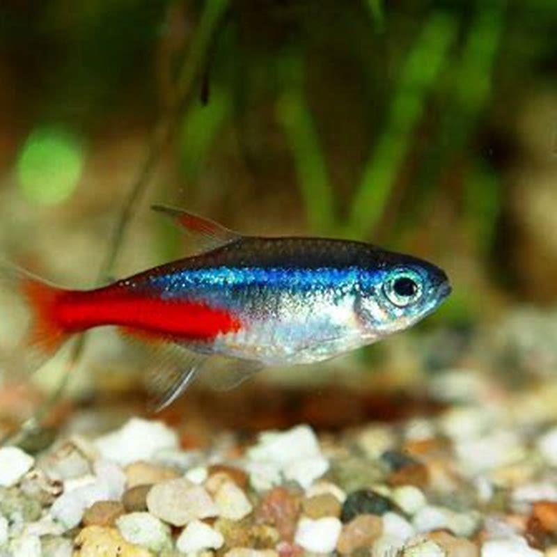 What is the average lifespan of a neon tetra?