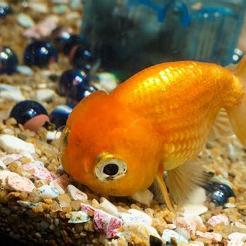 What is the best type of fish to have as a pet?