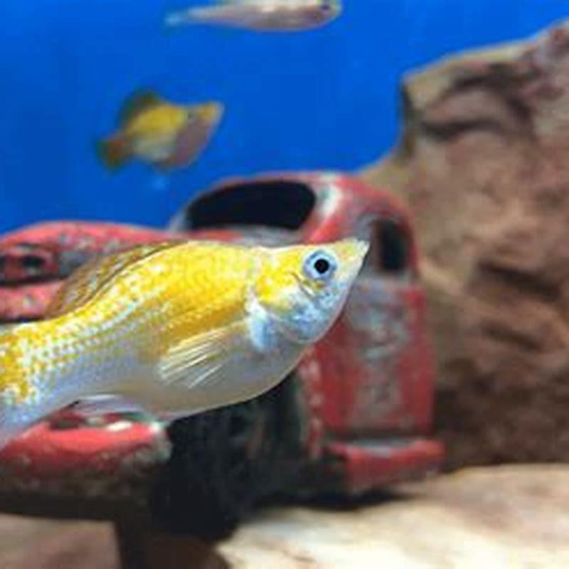 What is the biggest molly fish?