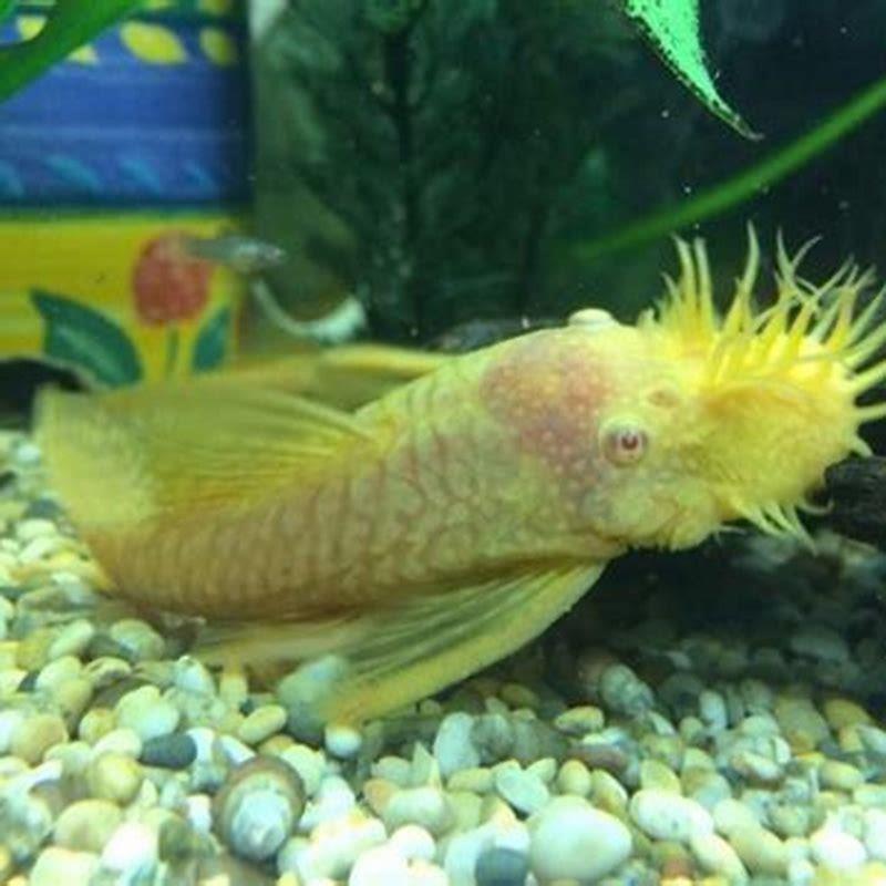 What is the difference between a pleco and a Bristlenose?