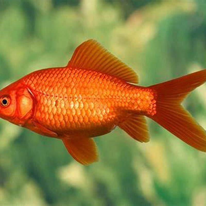 what-is-the-easiest-fish-to-keep-alive-diy-seattle