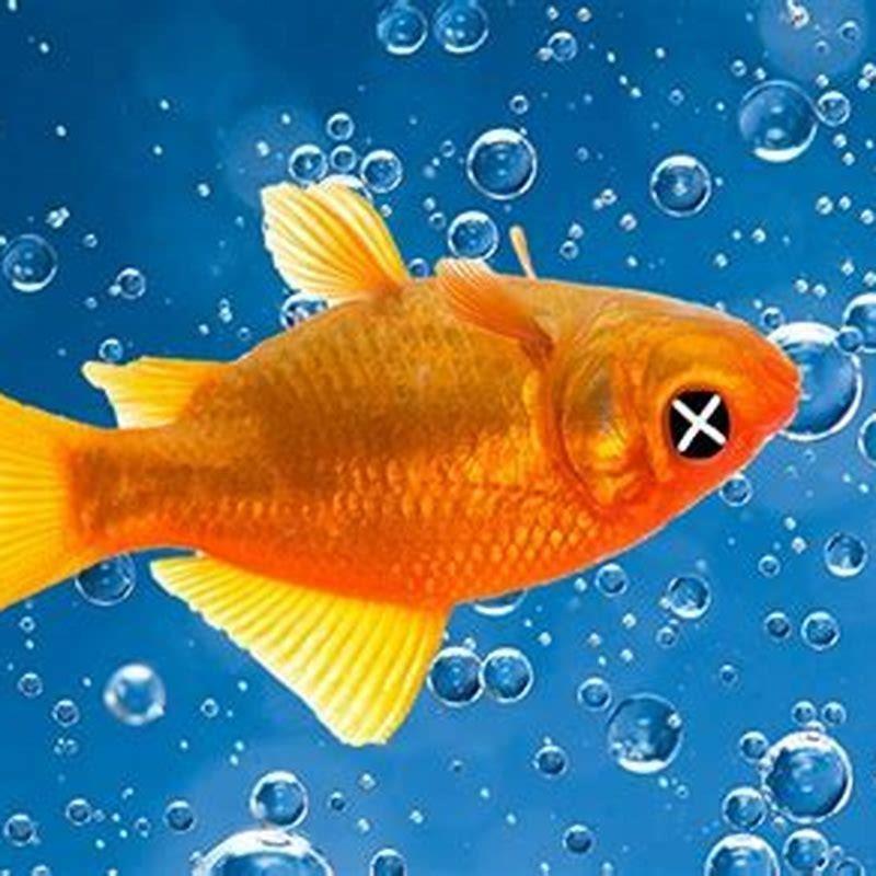 what-is-the-fastest-way-to-kill-a-pet-fish-diy-seattle