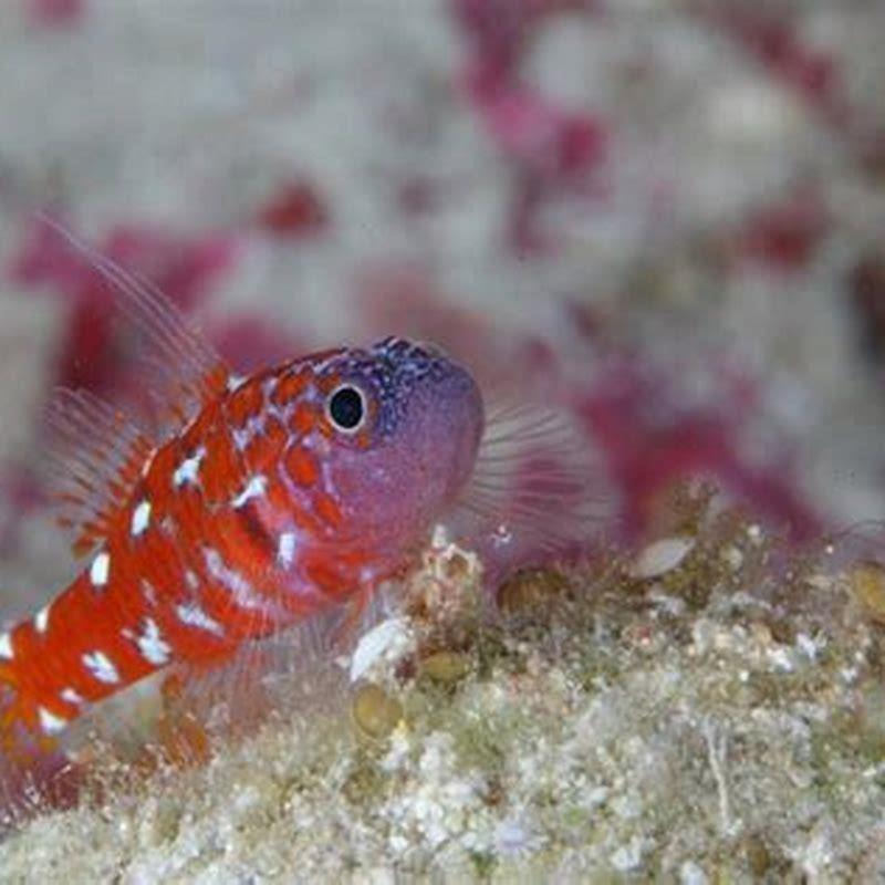 What is the length of dwarf goby? - DIY Seattle