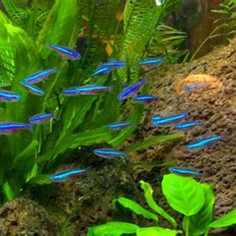 What is the most Colourful tetra?