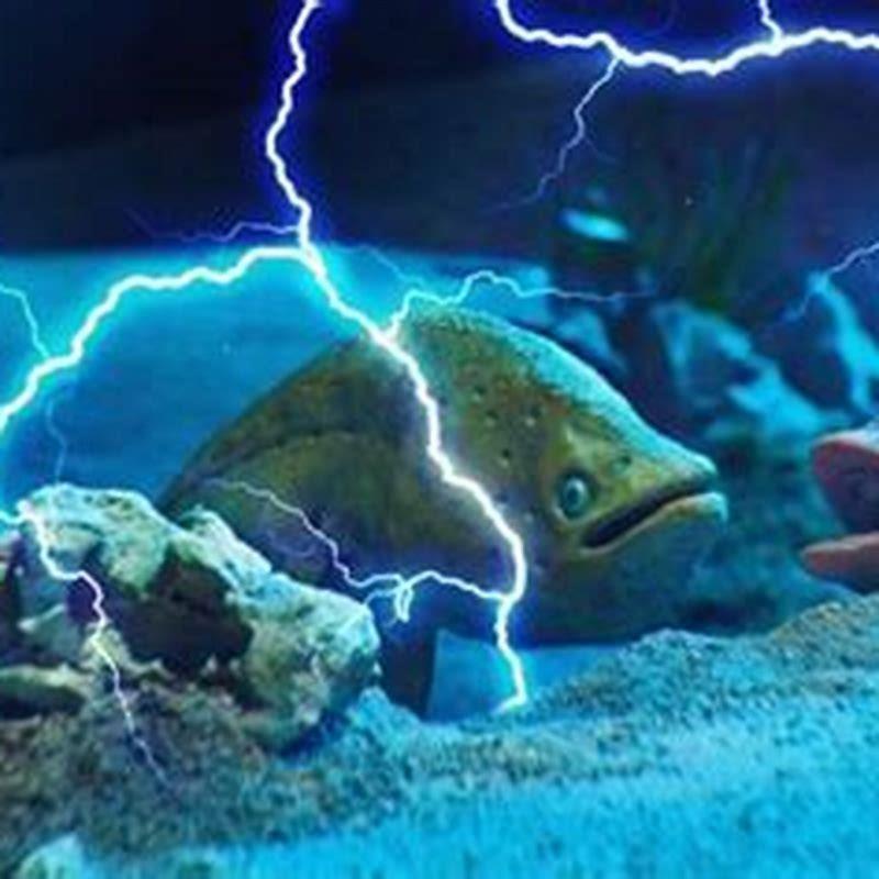 What is the most electrical fish? - DIY Seattle