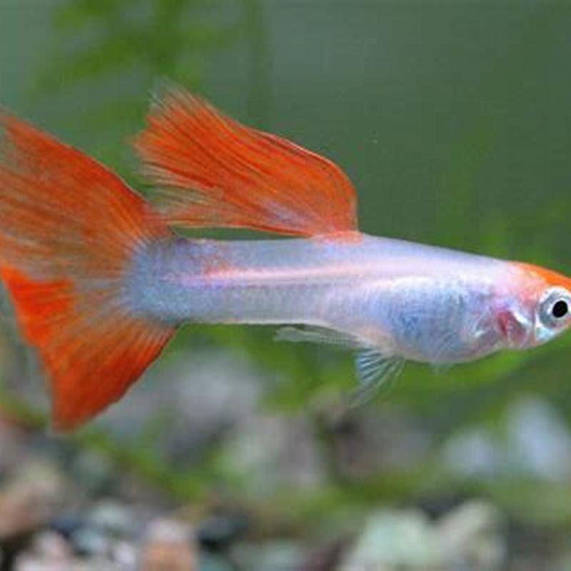 What kind of animal is a guppy?