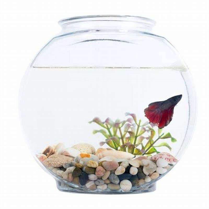what-kind-of-fish-can-live-just-in-a-bowl-diy-seattle
