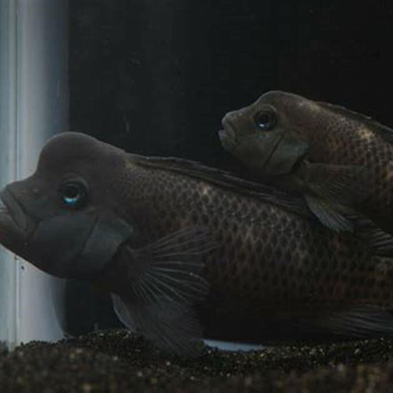 What lake are Buffalo head cichlids from?