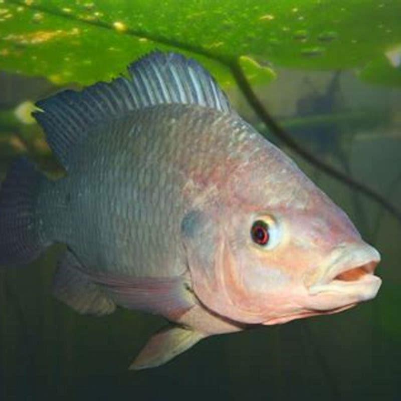 What makes tilapia grow faster?