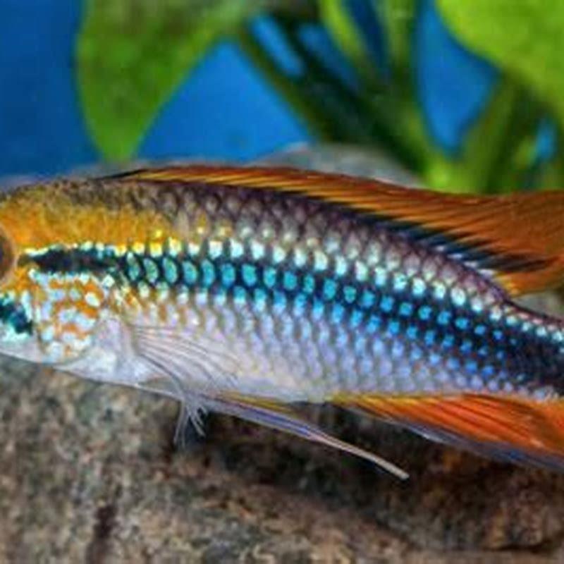What plants are good for cichlids?