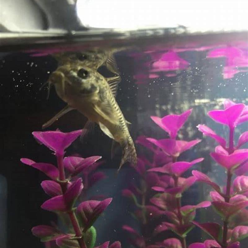 What should I feed my Corydora?