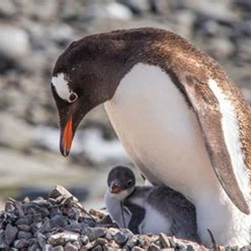 What type of animal is a penguin?