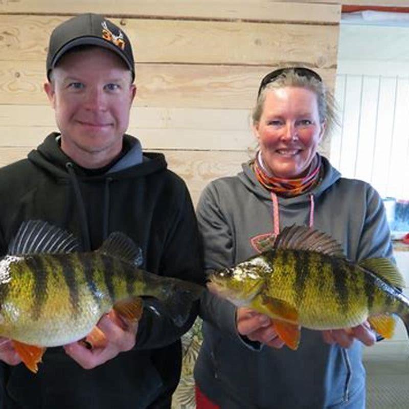 Whats another name for perch fish?