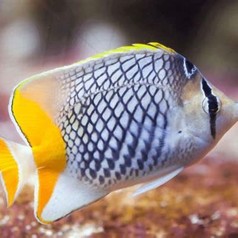 When were butterfly fish discovered?