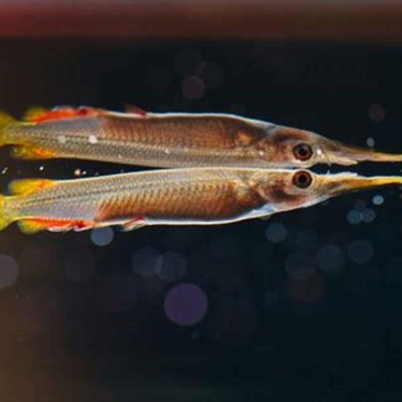 Where are Halfbeak found?