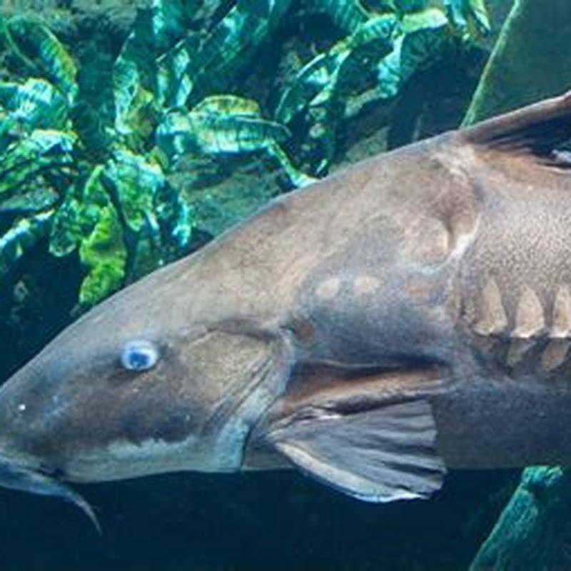 Where are Ripsaw catfish found?