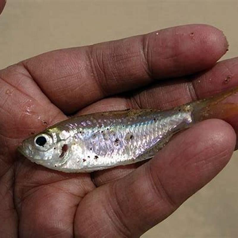 Where can minnows be found?