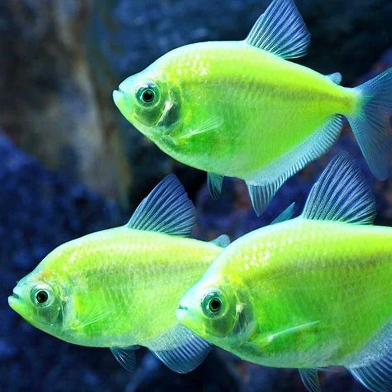 Where do freshwater pet fish come from?