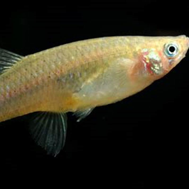 Where do mosquito fish live?