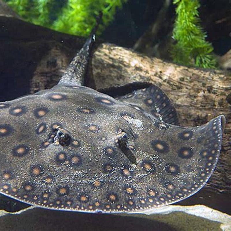 Where do Ocellate stingrays live? - DIY Seattle