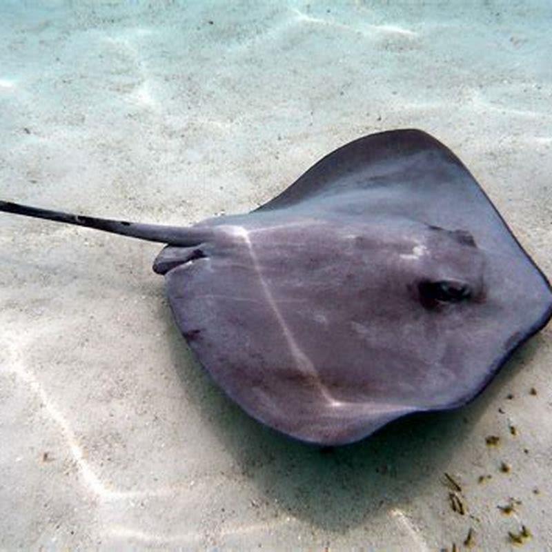 Where do saltwater stingrays live?