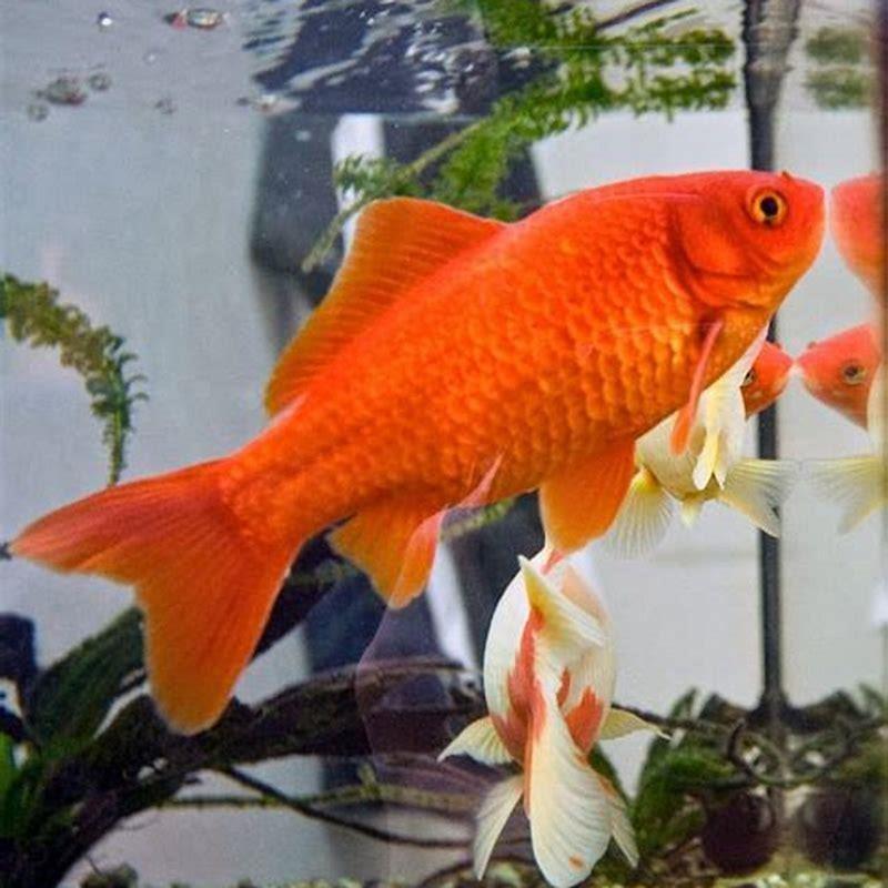 Which aquarium fish lives the longest?