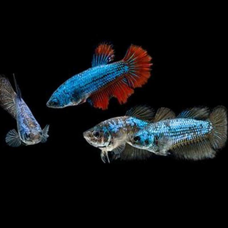 Which betta fish is least aggressive?