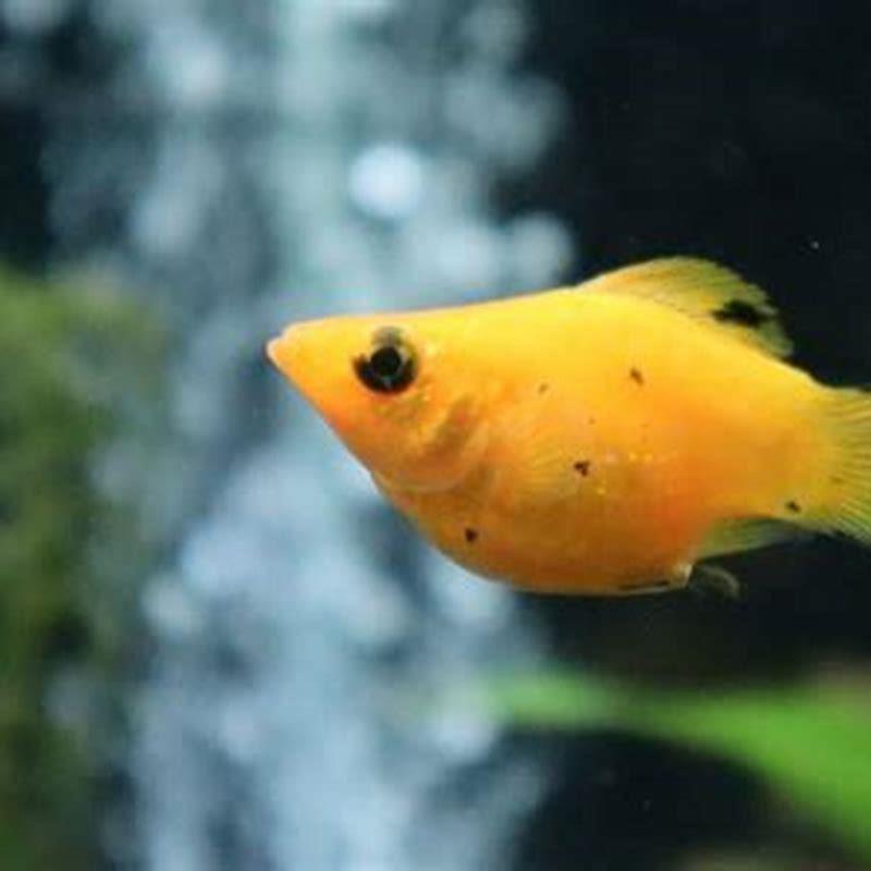 Which fish can live without oxygen pump?