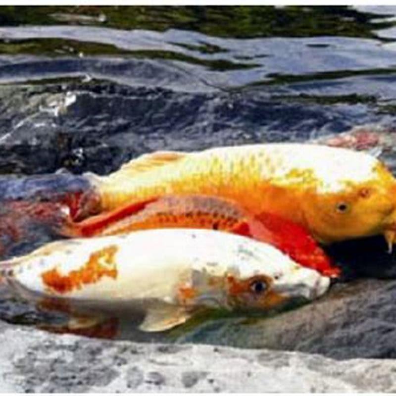 Which fish keeps the pond clean?