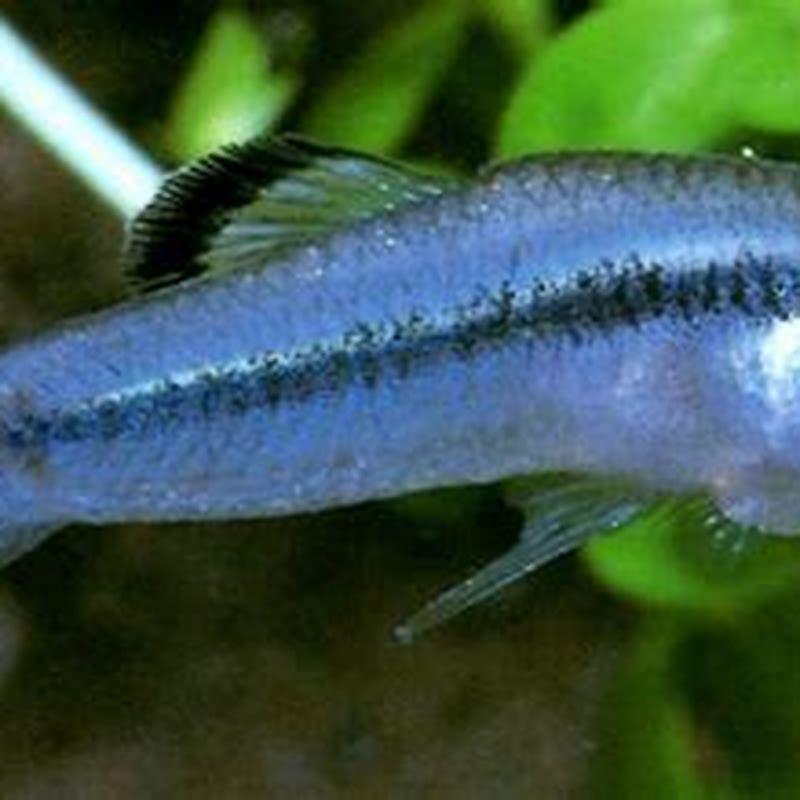 Which type of fish is Gambusia?
