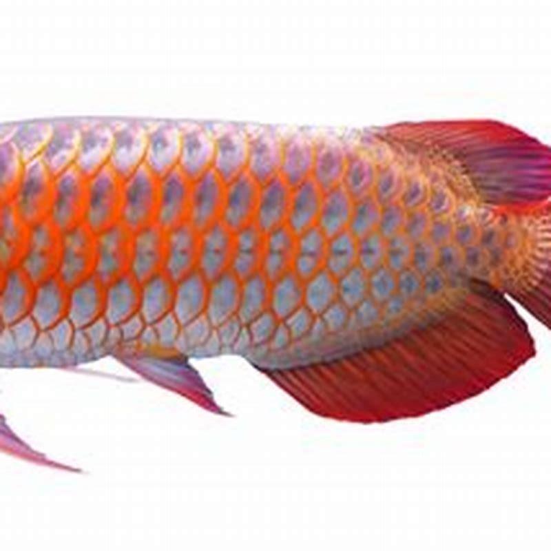 Which water is best for arowana?