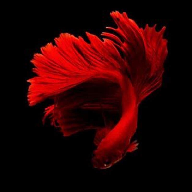 why-are-betta-fish-so-popular-diy-seattle