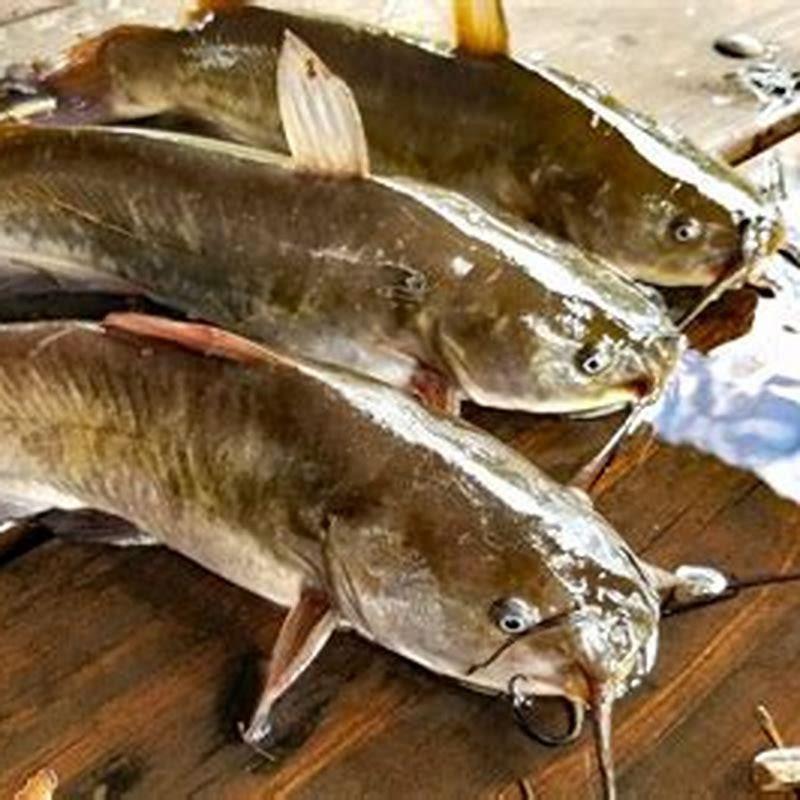 Why are bullheads bad?
