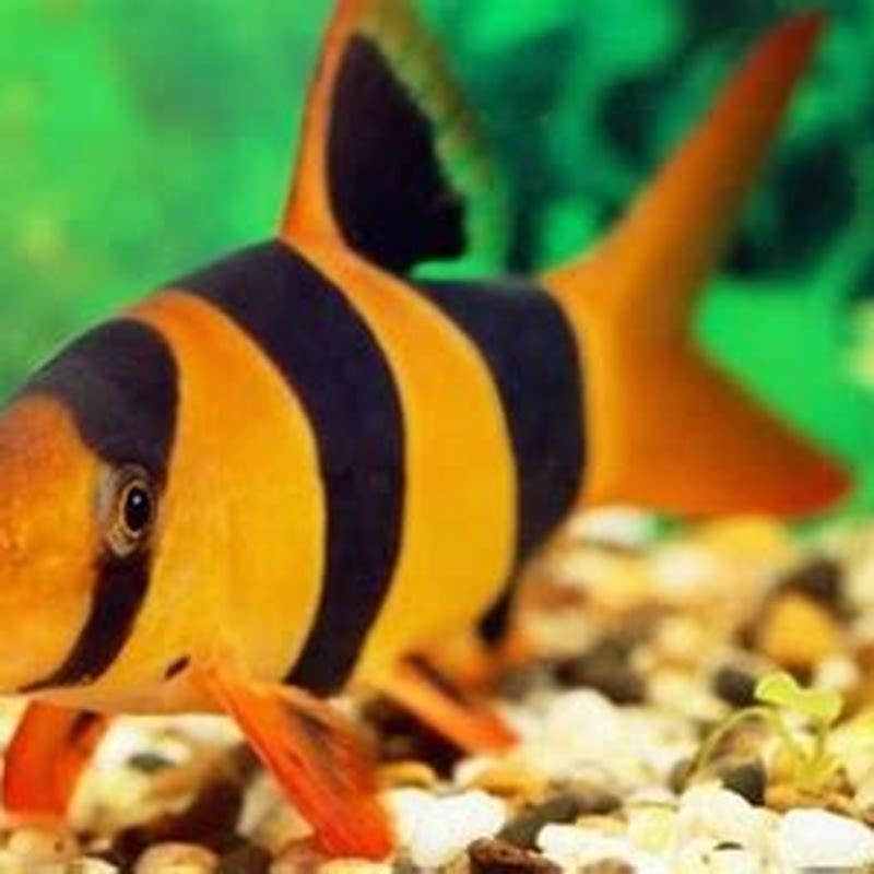 Why are clown loaches expensive?