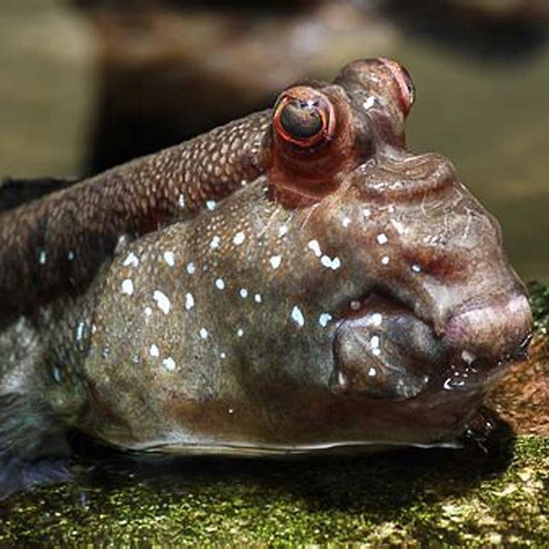 Why are mudskippers important?