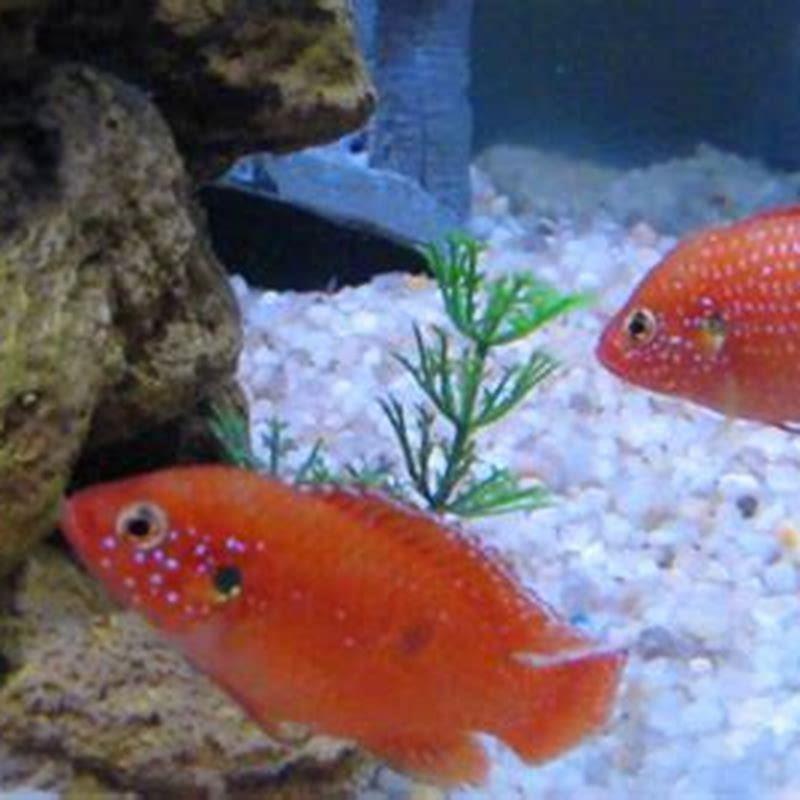 Why do jewel cichlids turn red?