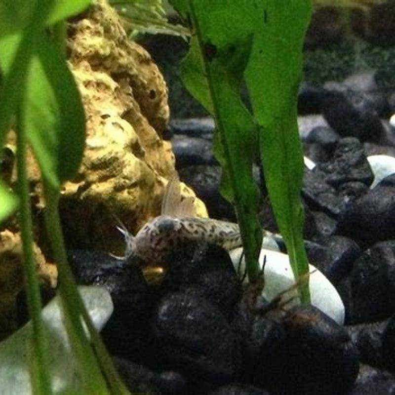 why-do-my-corydoras-keep-dying-diy-seattle